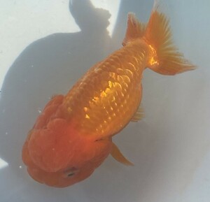 D7( three -years old golgfish ) (12cm female )( shipping un- possible region equipped explanatory note reference )