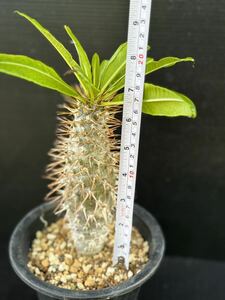 パキポディウム フィフェレネンセ実生 Pachypodium 塊根植物 多肉植物 サボテン グラキリス 観葉植物