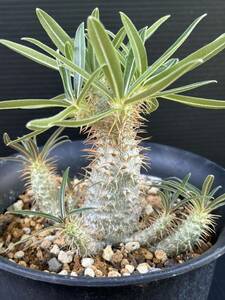 パキポディウム グラキリス 実生　Pachypodium 塊根植物 コーデックス 多肉植物 gracilius 観葉植物