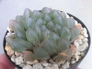 多肉植物 ハオルチア オブツーサ ベヌスタ 交配種 ハオルシア 【Haworthia】