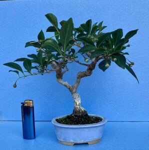 小品盆栽 野茉莉（エゴノキ）樹高19cm 樹幅23cm 奥行22cm 幹径2.5cm