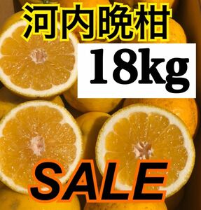 家庭用 ミカン 愛媛県産 河内晩柑 箱込18k みかん 果物 柑橘 宇和ゴールド