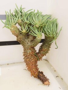 6514 「塊根植物」チレコドン ワリチー 抜き苗【5/31最新到着・Tylecodon wallichii・多肉植物】