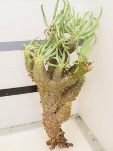 6508 「塊根植物」チレコドン ワリチー 抜き苗【5/31最新到着・Tylecodon wallichii・多肉植物】