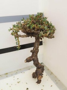 6477 「多肉植物」サルコカウロン バンデリエティアエ 抜き苗 【5/31最新到着・美株・Sarcocaulon vanderietiae】