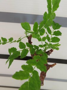 6864 「塊根植物」コミフォラ モンストローサ　植え【発根未確認・Commiphora monstrosa・葉落ち可能性・塊根植物】