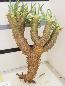 6512 「塊根植物」チレコドン ワリチー 抜き苗【5/31最新到着・Tylecodon wallichii・多肉植物】