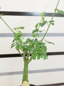 6803 「塊根植物」アデニア フルチコーサ 【発根・多肉植物・Adenia fruticosa・フルティコーサ】