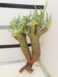 6502 「塊根植物」チレコドン ワリチー 抜き苗【5/31最新到着・Tylecodon wallichii・多肉植物】