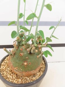 6820 「塊根植物」アデニア スピノーサ中 植え【発根開始・Adenia spinosa・多肉植物・丸株】
