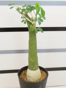 6805 「塊根植物」アデニア フルチコーサ 【発根・多肉植物・Adenia fruticosa・フルティコーサ】