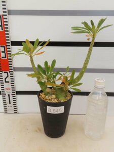 8845 「塊根植物」ドルステニア ギガス 植え【発根開始・発芽開始・Dorstenia gigas・多肉植物】