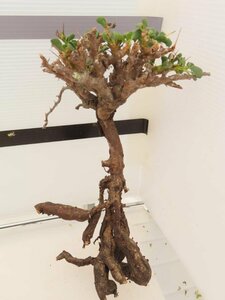 9283 「多肉植物」サルコカウロン バンデリエティアエ 抜き苗 【5/31最新到着・美株・Sarcocaulon vanderietiae】