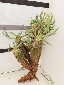 9260 「塊根植物」チレコドン ワリチー 抜き苗【5/31最新到着・Tylecodon wallichii・多肉植物】