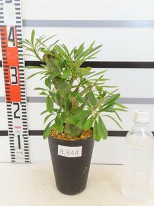 8844 「塊根植物」ドルステニア ギガス 植え【発根開始・発芽開始・Dorstenia gigas・多肉植物】