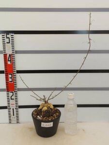8848 「実生」アデニア サブセシリフォリア 植え【Adenia subsessilifolia・塊根植物・発根】
