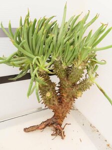 9240 「塊根植物」チレコドン ワリチー 抜き苗【5/31最新到着・Tylecodon wallichii・多肉植物】