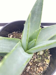 6316 「多肉植物」アロエ ポリフィラ【実生・成長順調厳選株・Aloe polyphylla・多肉植物・発根】