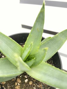 6317 「多肉植物」アロエ ポリフィラ【実生・成長順調厳選株・Aloe polyphylla・多肉植物・発根】