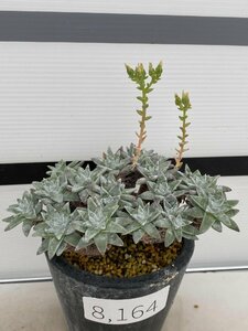 8164 「多肉植物」ダドレア グノマ 植え【発根未確認・・塊根植物・美株・Dudleya gnoma・検）グリーニー】