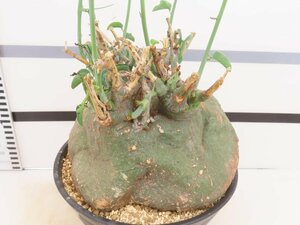 6824 「塊根植物」アデニア スピノーサ大 植え【発根開始・Adenia spinosa・多肉植物・丸株】