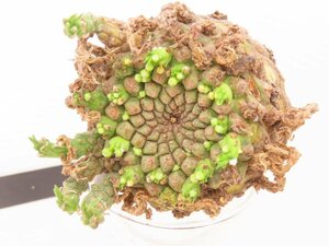 6550 「多肉植物」ユーフォルビア ガトベルゲンシス 抜き苗【最新到着・美株・Euphorbia gatbergensis・鷲卵丸】