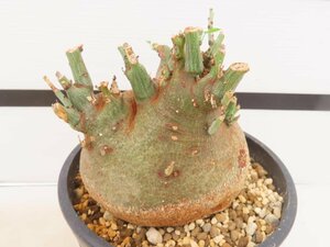 6823 「塊根植物」アデニア スピノーサ中 植え【発根開始・Adenia spinosa・多肉植物・丸株】