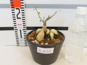 8850 「実生」アデニア サブセシリフォリア 植え【Adenia subsessilifolia・塊根植物・発根】