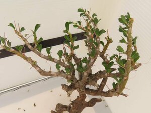 9291 「多肉植物」サルコカウロン バンデリエティアエ 抜き苗 【5/31最新到着・美株・Sarcocaulon vanderietiae】