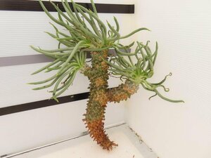 9236 「塊根植物」チレコドン ワリチー 抜き苗【5/31最新到着・Tylecodon wallichii・多肉植物】