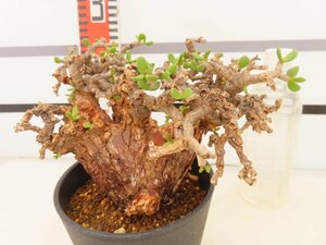 2816 「塊根植物」ケラリア ピグマエア 植え【発根開始・多肉植物・Ceraria pygmaea・枯れ枝アリ】
