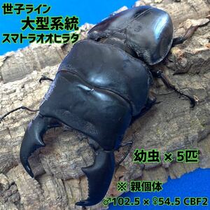 *..* super large system sma tiger oo common ta stag beetle (.... large sma tiger common ta stag beetle ) *102.5×*54.5 larva 5 pcs 