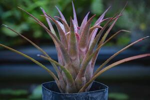 エクメア・レクルヴァータキウイ・ベイカー Aechmea recurvata 'Kiwi Baker' Bill Baker ブロメリア