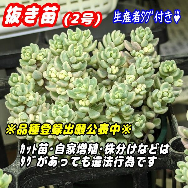 ◆正規品◆アイシクルミント【抜き苗】2号モリモリ♪多肉植物セダム紅葉プラ鉢プレステラ