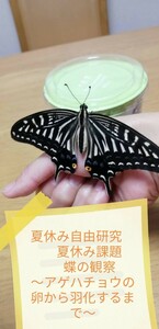 アゲハチョウ　アゲハ蝶　卵10個　小学生　中学生　理科　蝶の観察　夏休みの自由研究　課題発表　蝶の卵から蝶になるまで♪少量エサ付き