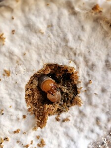 babaougononi stag beetle larva 2.4 head 