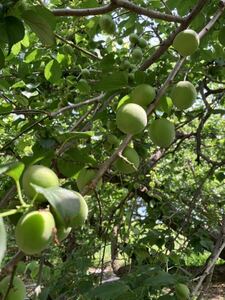  today last Gunma prefecture production is ... plum fresh extra-large white .. blue plum 1.2K 24 piece pickled plum . plum juice plum jam plum syrup low pesticide hand ..