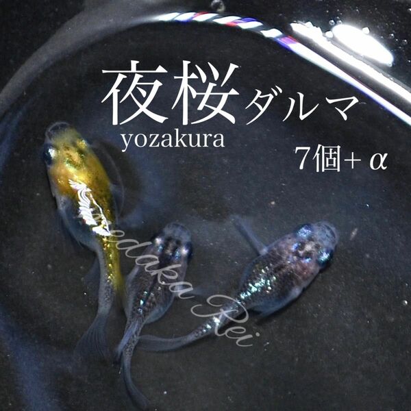 桜ピンクがかわいい 夜桜ダルマメダカの卵7個+α 死着保障あり