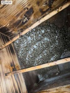 日本ミツバチ 日本蜜蜂　分蜂群　発送、引き取りどちらも対応OK 健康で強い群れだ