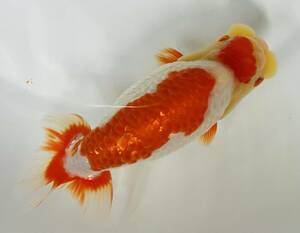 **. after preeminence . orchid . Hamamatsu × Mito system .. join individual own production egg two years old fish .. female type approximately 17.( animation equipped )