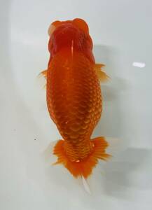 **. after preeminence . orchid . Hamamatsu × Mito system .. join individual own production egg two years old fish element red female type approximately 15,5cm( animation equipped )