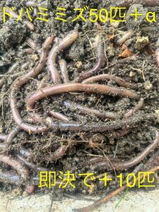 ドバミミズ50匹＋α(中〜大サイズ) 即決で＋10匹　生き餌 天然採集 鰻釣り 釣り餌 シマミミズ フトミミズ