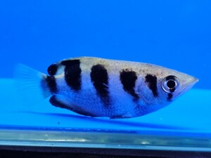 アーチャーフィッシュ約5cm　3匹セット　鉄砲魚　かなり面白い魚です。1スタ売り切り！