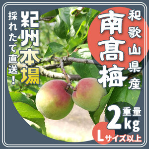 .. south height plum L size and more approximately 2kg agriculture house direct delivery [. pesticide ]6/3 about .. sequential shipping 