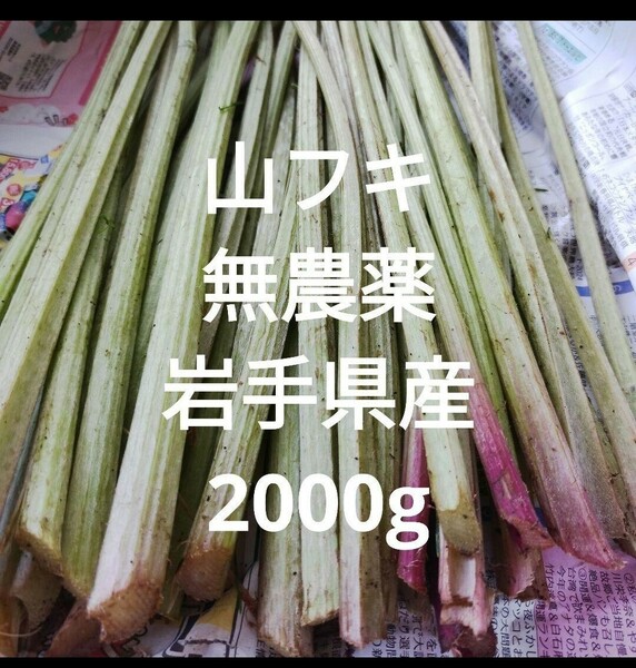 山フキ　2000g　無農薬　天然　ふき　フキ　蕗　山蕗