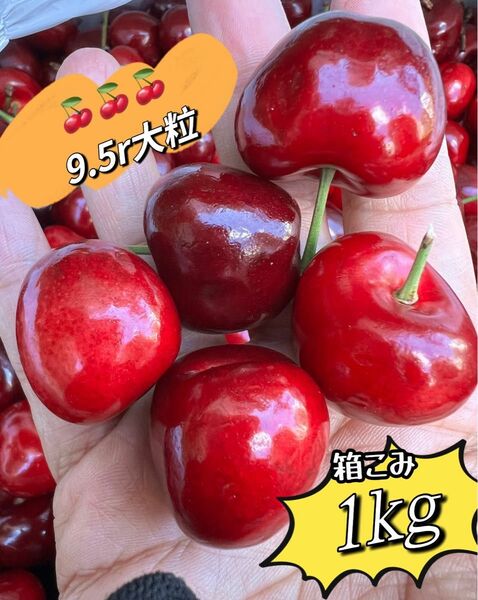 10セット限定特価　新鮮　超大粒　アメリカンチェリーネコポス箱込み1kg 9.5row ビング種