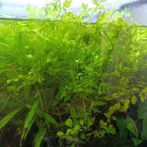  free shipping water *wis terrier 10 stock complete less pesticide water plants underwater leaf water quality .. aquarium tropical fish 