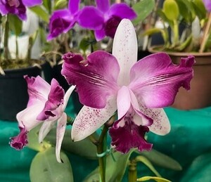 洋蘭 原種 着生蘭 野生蘭 カトレヤ C.intermedia vinicolor-aquinii 'K.D.Gonzallez' x self シース付き 強烈な色彩最新実生輸入株