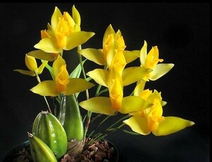 洋蘭 原種 着生蘭 野生蘭 リカステ Lyc.aromatica つぼみ沢山 芳香性の黄色花 強健種