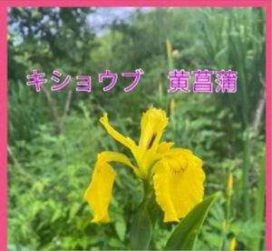 黄菖蒲　キショウブ　山形県産　あやめ科　球根です。黄菖蒲 黄色の花　6株